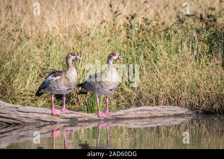 Zwei Nilgänse stehend vor dem Wasser. Stockfoto