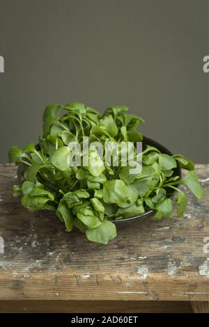 Claytonia perfoliata UK + IRISCHE RECHTE NUR. Stockfoto