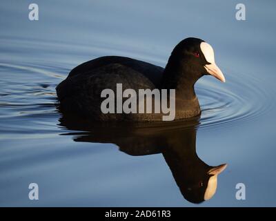 Eine eurasische Blässhuhn (Fulica atra) Schwimmen in der Mitte des Verbrechens See in Daisy Nook, Oldham an einem kalten Dezember Morgen.Ook Stockfoto