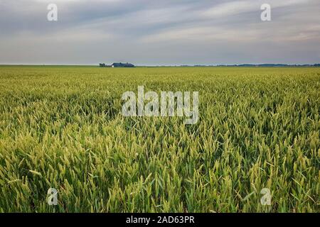 Typische Frühling oder frühen Sommer Szene, in der weiten und flachen westlichen Teil der Niederlande mit wheatfield und Bauernhof in der Ferne Stockfoto