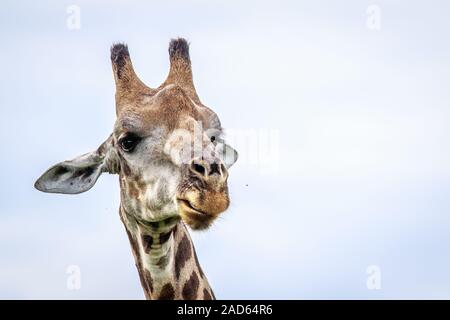 Nahaufnahme eines Giraffe Kopf. Stockfoto