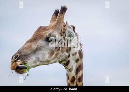 Nahaufnahme eines essen Giraffe. Stockfoto