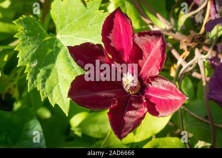 Großblütige Clematis Sorte mit tiefem Rot Burgund Farbe in einem Garten im Hinterhof Stockfoto