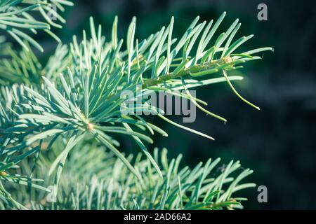 Junge Triebe von Abies concolor (weißtanne). Schöne große Grün zu Blau weichen Nadeln. Stockfoto