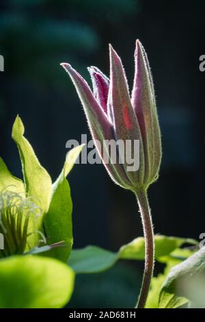 Detaillierte Erfassung von einer Öffnung tief rot Burgund farbige Clematis Blumen in einem Garten Stockfoto