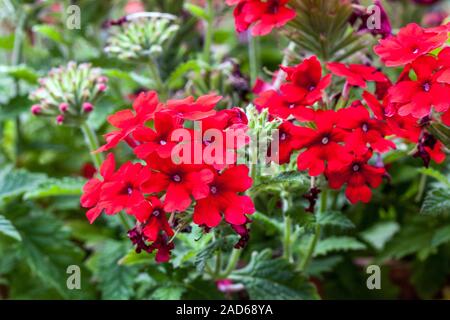 Red eisenkraut Glandularia Stockfoto