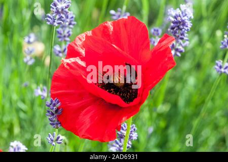 Roter Mohn papaver Feld Lavendel Stockfoto