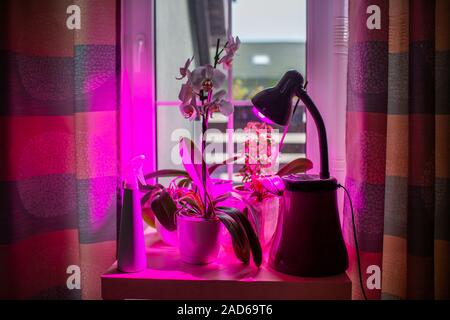 LED-Lampe für den Anbau von Pflanzen für die Landwirtschaft, Phytolamps. Home Pflanzen auf der Fensterbank unter der fito Lampe Stockfoto