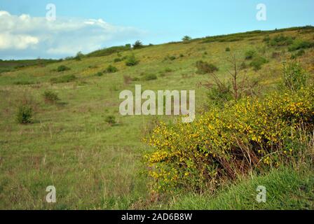 Niederlassungen der Blüte genista Dolmetsch (Dyer Dyer greenweed oder Besen) gegen Verschwommene grüne Gras und blauen bewölkten Himmel weiches Bokeh Stockfoto