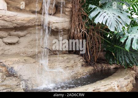 Exotischen tropischen Monstera palm in der Nähe fließendes Wasser. Grüne Blätter von monstera Palm oder Split-Blatt philodendron. Monstera deliciosa Laub Anlage in Innenräumen d Stockfoto