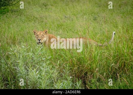 Löwin stehend im hohen Gras. Stockfoto