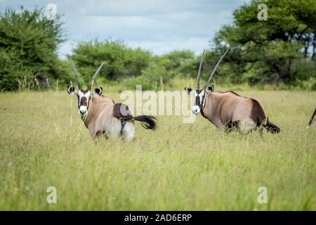 Zwei Gemsbok stehen im Gras. Stockfoto