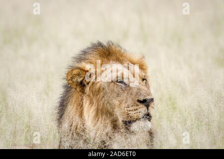 Nahaufnahme eines großen männliche Löwe im Gras. Stockfoto