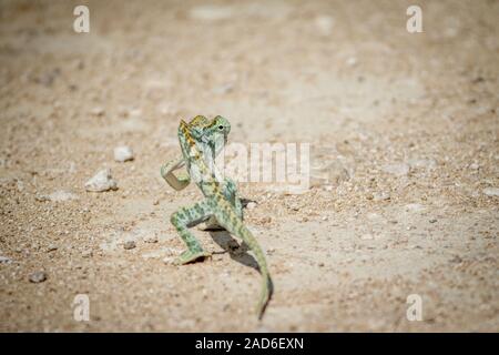 Flap-necked Chameleon wandern in den Kies. Stockfoto