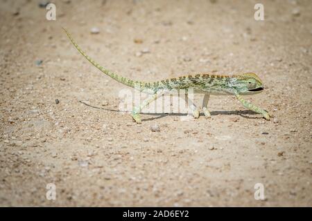 Flap-necked Chameleon wandern in den Kies. Stockfoto