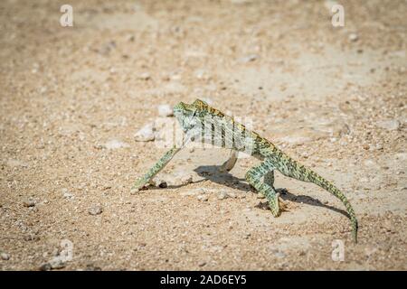 Flap-necked Chameleon wandern in den Kies. Stockfoto