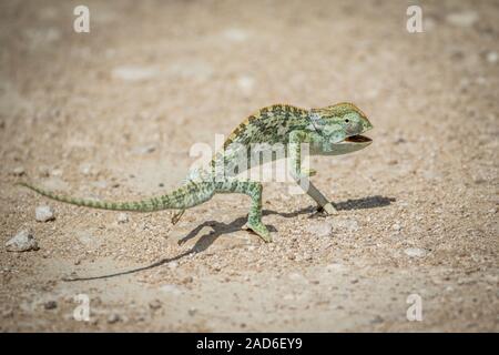 Flap-necked Chameleon wandern in den Kies. Stockfoto