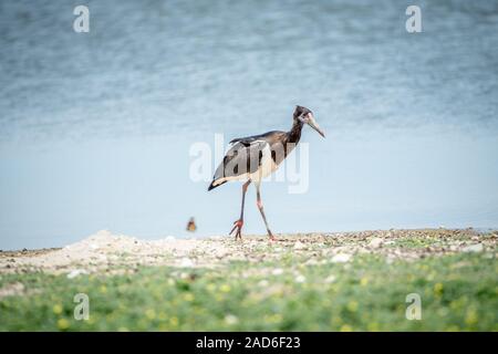 Der Storch Abdim wandern im Gras. Stockfoto