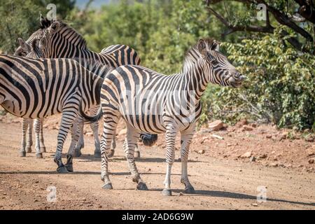 Mehrere Zebras spielen auf der Straße. Stockfoto