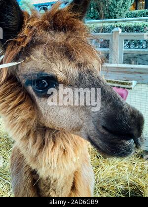 Porträt einer wunderschönen Tier llama in einem Captive zoo Stockfoto