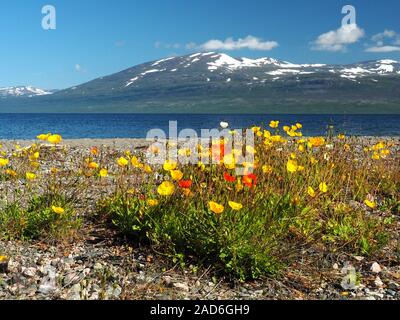 Landschaft zwischen Kiruna und Narvik am Torneträsk (See) Stockfoto