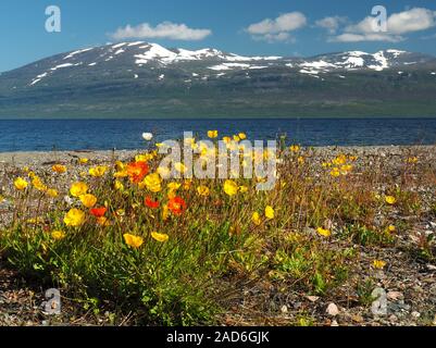 Landschaft zwischen Kiruna und Narvik am Torneträsk (See) Stockfoto