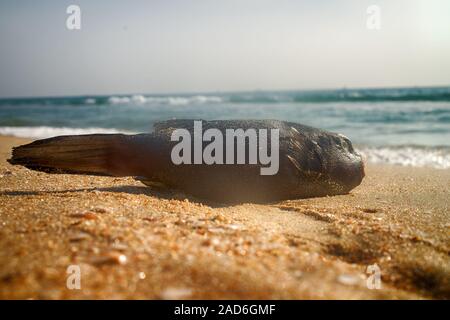 Wunderbare Strände an der Küste des Arabischen Meeres (Goa und Kerala) Stockfoto