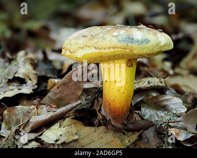 Steinpilze pulverulentus, Schwärzung Bolete, inkstain bolete, Stockfoto