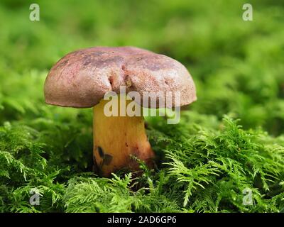 Steinpilze pulverulentus, Schwärzung Bolete Pilz Stockfoto