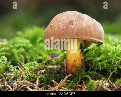 Steinpilze pulverulentus, Schwärzung Bolete, inkstain bolete, Stockfoto