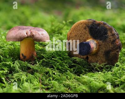 Steinpilze pulverulentus, Schwärzung Bolete, inkstain bolete, Stockfoto