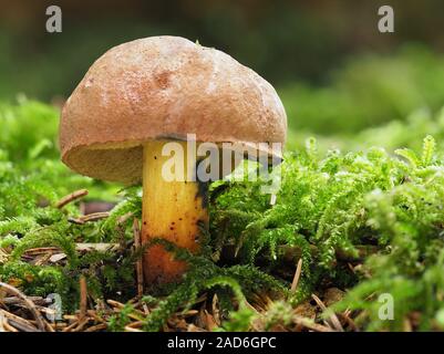 Steinpilze pulverulentus, Schwärzung Bolete, inkstain bolete, Stockfoto