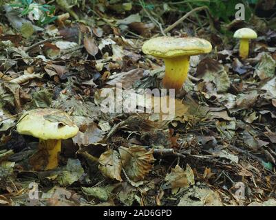 Steinpilze pulverulentus, Schwärzung Bolete, inkstain bolete, Stockfoto