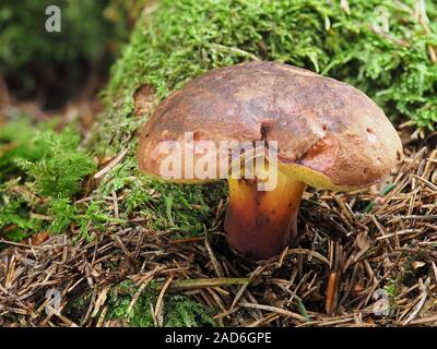 Steinpilze pulverulentus, Schwärzung Bolete, inkstain bolete, Stockfoto