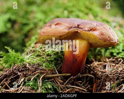 Steinpilze pulverulentus, Schwärzung Bolete, inkstain bolete, Stockfoto