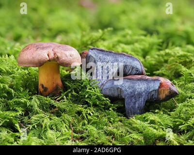 Steinpilze pulverulentus, Schwärzung Bolete, inkstain bolete Stockfoto