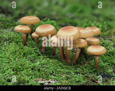 Ummanteltes woodtuft, Kuehneromyces mutabilis, Stockfoto