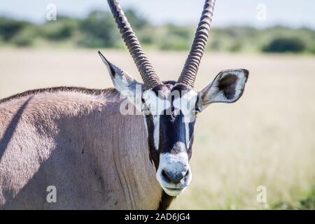 Nahaufnahme eines Oryx starring in die Kamera. Stockfoto