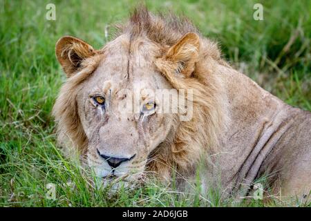 Nahaufnahme der Kopf eines männlichen Löwen. Stockfoto