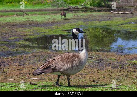 Kanadische Gänse, Madrona Marsh Feuchtgebiete ist ein vernal Süßwasser-Sumpf und ist etwa 43 Hektar. Torrance, Kalifornien, USA Stockfoto