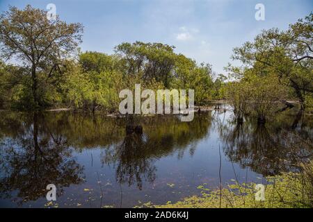 Madrona Marsh Feuchtgebiete ist ein vernal Süßwasser-Sumpf und ist etwa 43 Hektar. Torrance, Kalifornien, USA Stockfoto