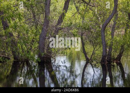 Madrona Marsh Feuchtgebiete ist ein vernal Süßwasser-Sumpf und ist etwa 43 Hektar. Torrance, Kalifornien, USA Stockfoto