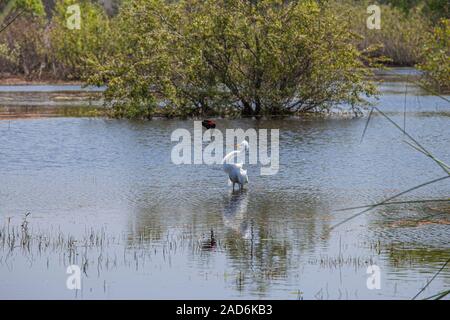 Red-winged blackbird. Angriff auf ein Silberreiher. Madrona Marsh Feuchtgebiete ist ein vernal Süßwasser-Sumpf und ist etwa 43 Hektar. Torrance, Kalifornien Stockfoto