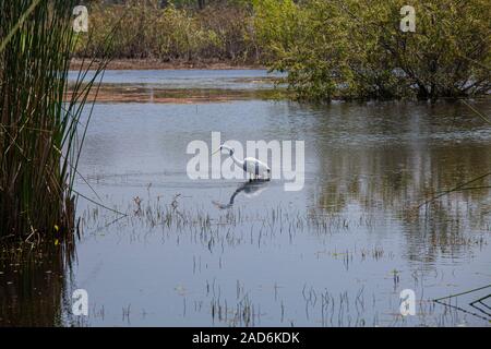 Silberreiher (Ardea alba). Madrona Marsh Feuchtgebiete ist ein vernal Süßwasser-Sumpf und ist etwa 43 Hektar. Torrance, Kalifornien, USA Stockfoto