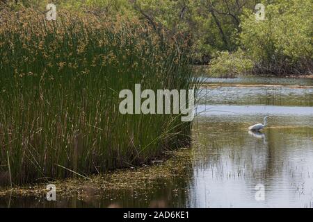 Silberreiher (Ardea alba). Madrona Marsh Feuchtgebiete ist ein vernal Süßwasser-Sumpf und ist etwa 43 Hektar. Torrance, Kalifornien, USA Stockfoto