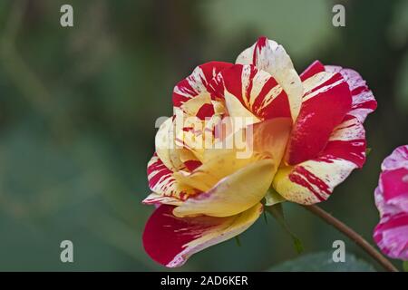 Rosa (Rosa sp.) Stockfoto