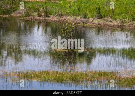 Madrona Marsh Feuchtgebiete ist ein vernal Süßwasser-Sumpf und ist etwa 43 Hektar. Torrance, Kalifornien, USA Stockfoto