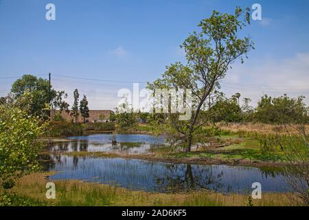 Madrona Marsh Feuchtgebiete ist ein vernal Süßwasser-Sumpf und ist etwa 43 Hektar. Torrance, Kalifornien, USA Stockfoto