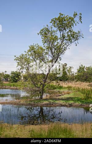 Madrona Marsh Feuchtgebiete ist ein vernal Süßwasser-Sumpf und ist etwa 43 Hektar. Torrance, Kalifornien, USA Stockfoto