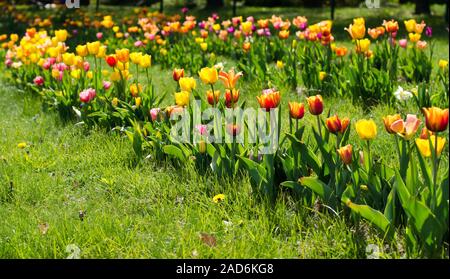 Tulpen in mehreren Reihen auf einem grassfield in einem Park Stockfoto